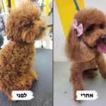 פודל לפני אחרי 3