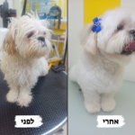 שיצו פני אחרי 4